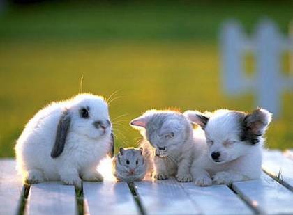 iranspca