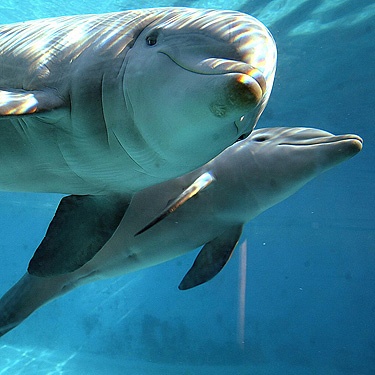 iranspca