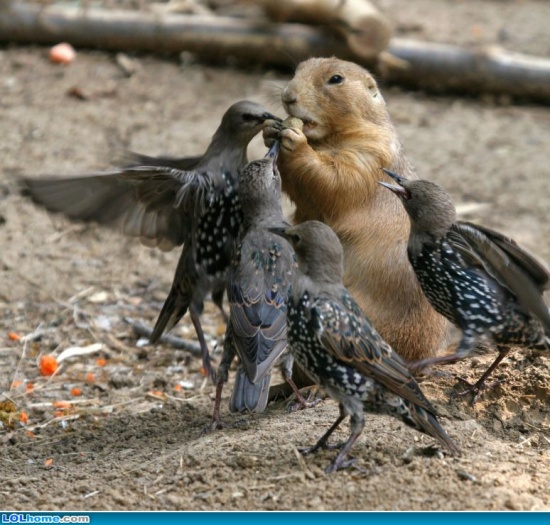 iranspca
