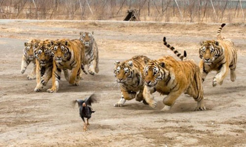 iranspca