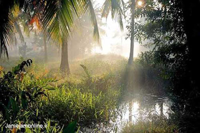 تصویر جنگلی استوایی در منطقه ندونگولام در ایالت کرالا در هند. عکس دانیل دوپره.