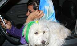 جراحی زیبائی برای سگ بچه پولدارهای تهران