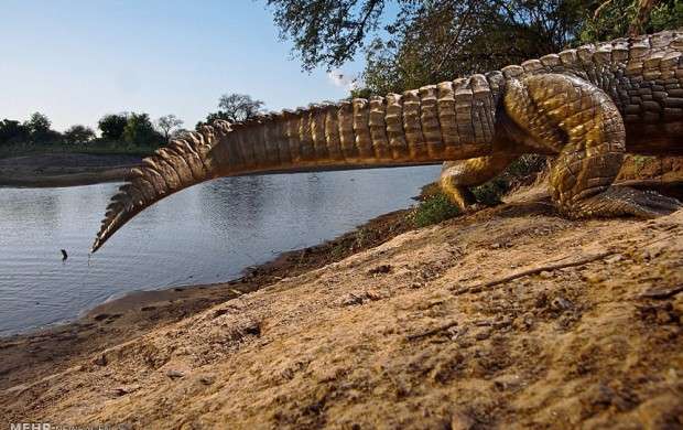 موجودات در معرض انقراض