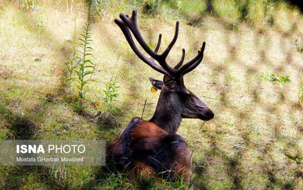 مارال‌های آینالوی جنگل‌های ارسباران